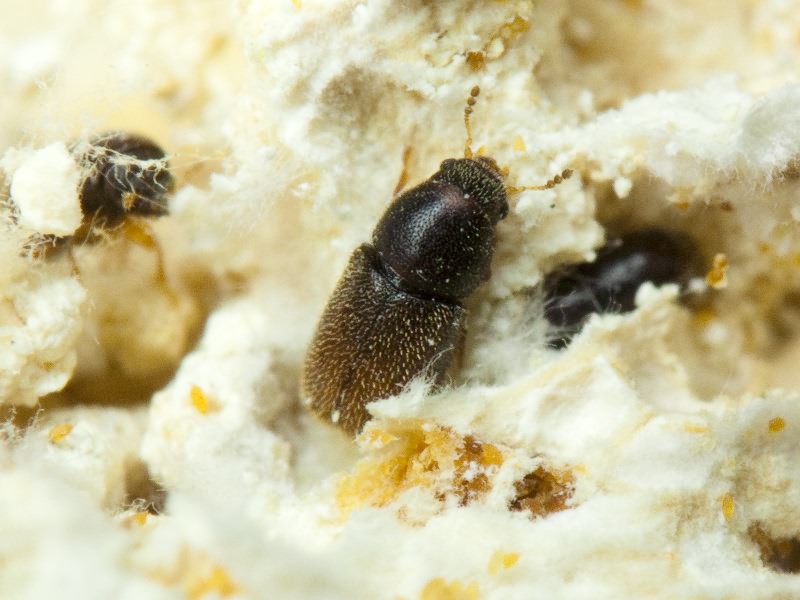 Sulcacis bidentulus (Rosenhauer, 1847)